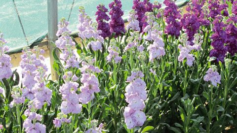 L'horticulture en région Paca accueille des projets sur des cultures et techniques innovantes, à l'instar des productions de giroflée dont le tri des fleurs doubles a été optimisé par le Scradh (Syndicat du centre régional d'application et de démonstration horticole) et transféré chez des horticulteurs.PHOTO : VALÉRIE VIDRIL