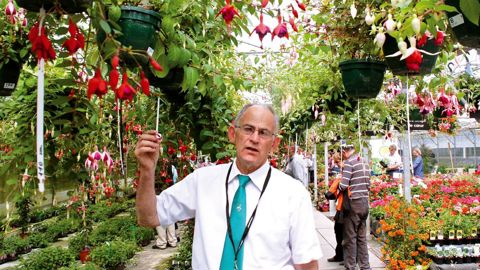Marcel Delhommeau dans sa « cathédrale de fuchsias ».Celui-ci suggère de s'y agenouiller comme dans une chapelle pour admirer les pieds-mères accrochés en hauteur.