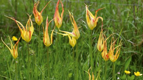 PHOTO : LAURENT LIESER