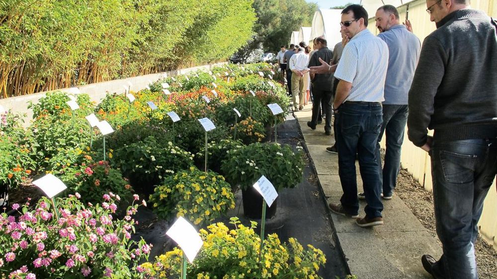 La journée festive a été l'occasion pour les établissements horticoles du Cannebeth de présenter leur structure de production, les nouveautés, et les collections végétales (ici, celle de lantanas). La journée festive a été l'occasion pour les établissements horticoles du Cannebeth de présenter leur structure de production, les nouveautés, et les collections végétales (ici, celle de lantanas).