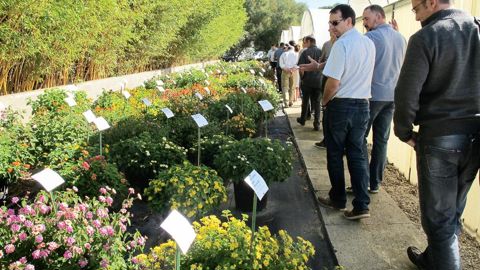 La journée festive a été l'occasion pour les établissements horticoles du Cannebeth de présenter leur structure de production, les nouveautés, et les collections végétales (ici, celle de lantanas).