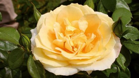 Le cultivar Sunstar® a été primé pour sa beauté, sa vigueur et sa résistance aux maladies.