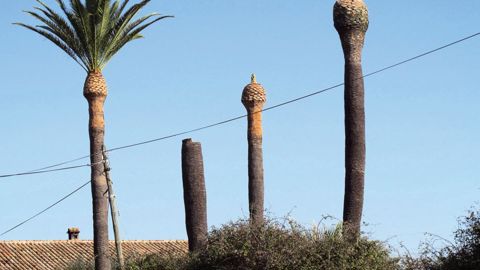 En Paca, Languedoc-Roussillon et en Corse, tailles d'assainissement et abattages modifient le paysage, et l'association « Sauvons nos palmiers » tire la sonnette d'alarme.PHOTO : ODILE MAILLARD