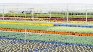 À l'instar des Ets Barrault Horticulture l'an passé, les producteurs participant aux Visites vertes continueront d'ouvrir leurs portes. Mais des ventes privées seront également proposées sur www.visitesvertes.tv. À l'instar des Ets Barrault Horticulture l'an passé, les producteurs participant aux Visites vertes continueront d'ouvrir leurs portes. Mais des ventes privées seront également proposées sur www.visitesvertes.tv.