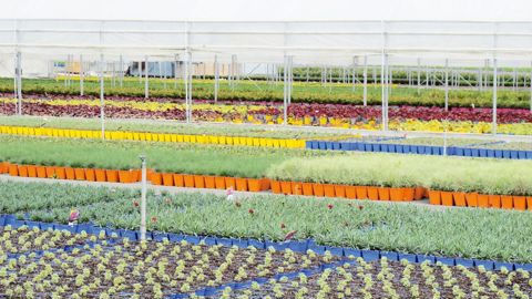 À l'instar des Ets Barrault Horticulture l'an passé, les producteurs participant aux Visites vertes continueront d'ouvrir leurs portes. Mais des ventes privées seront également proposées sur www.visitesvertes.tv.