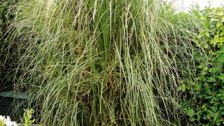 Bien que désuet, le Cortaderia selloana fait encore les beaux jours de certains pépiniéristes.PHOTO : MARIE ARNOULD Bien que désuet, le Cortaderia selloana fait encore les beaux jours de certains pépiniéristes.PHOTO : MARIE ARNOULD