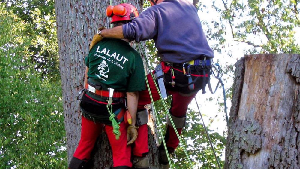 Exercice de secours aérien : sur cette photo, il se déroule sur un arbre condamné en cours de démontage. Exercice de secours aérien : sur cette photo, il se déroule sur un arbre condamné en cours de démontage.