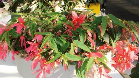 Begonia boliviensis 'Bossa Nova' Pink Glow, de l'obtenteur anglais Floranova.