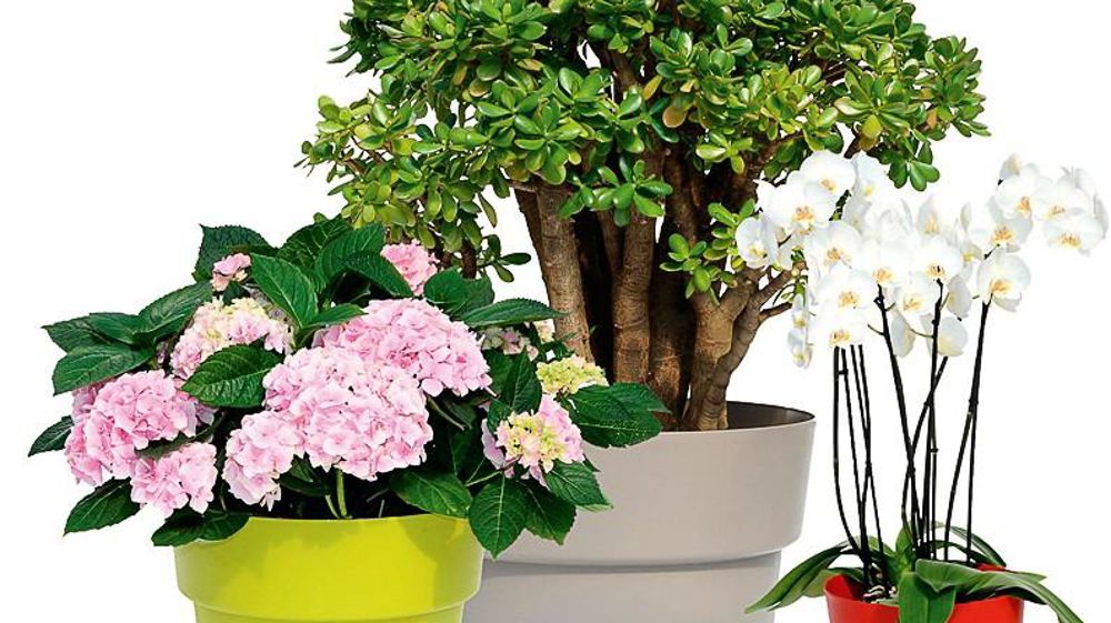 La gamme des poteries Cocoripot, des établissements Chapelu Frères, est disponible en huit tailles. Elle s'adapte aux plantes grasses, aux hortensias, aux orchidées...