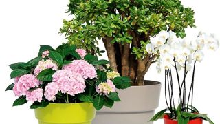 La gamme des poteries Cocoripot, des établissements Chapelu Frères, est disponible en huit tailles. Elle s'adapte aux plantes grasses, aux hortensias, aux orchidées...