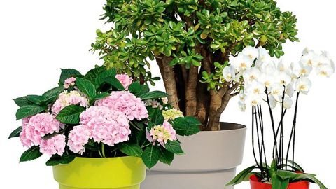 La gamme des poteries Cocoripot, des établissements Chapelu Frères, est disponible en huit tailles. Elle s'adapte aux plantes grasses, aux hortensias, aux orchidées...