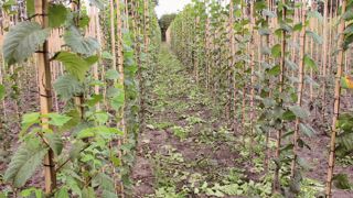L'Allemagne, troisième exportateur européen de plantes ornementales vers la Russie (loin derrière les Pays-Bas et la Pologne, et devant l'Italie et le Danemark), cherche à négocier avec la Russie. L'Allemagne, troisième exportateur européen de plantes ornementales vers la Russie (loin derrière les Pays-Bas et la Pologne, et devant l'Italie et le Danemark), cherche à négocier avec la Russie.