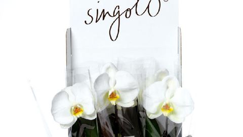 PHOTO : MICHEL HEERKENS