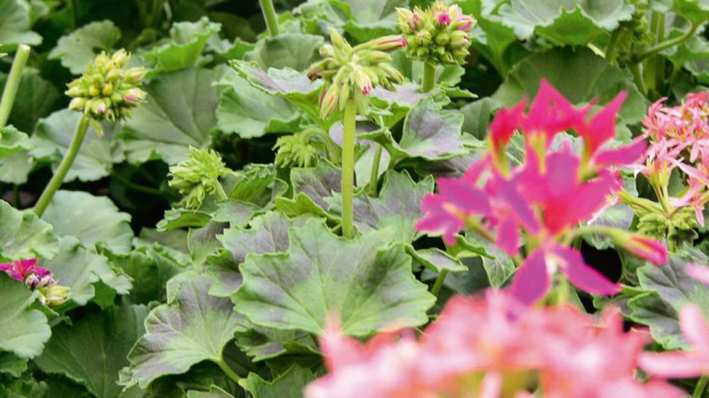 Les ventes du printemps dernier ont été mauvaises, en particulier pour les plantes à massif. La FNPHP est montée au créneau pour obtenir des compensations pour les producteurs, accessibles à tous ceux dont les ventes ont baissé d'au moins 25 %. Les ventes du printemps dernier ont été mauvaises, en particulier pour les plantes à massif. La FNPHP est montée au créneau pour obtenir des compensations pour les producteurs, accessibles à tous ceux dont les ventes ont baissé d'au moins 25 %.
