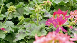 Les ventes du printemps dernier ont été mauvaises, en particulier pour les plantes à massif. La FNPHP est montée au créneau pour obtenir des compensations pour les producteurs, accessibles à tous ceux dont les ventes ont baissé d'au moins 25 %. Les ventes du printemps dernier ont été mauvaises, en particulier pour les plantes à massif. La FNPHP est montée au créneau pour obtenir des compensations pour les producteurs, accessibles à tous ceux dont les ventes ont baissé d'au moins 25 %.