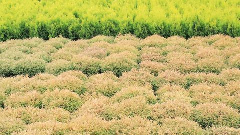 Une pépinière en Pologne. Ce pays, membre de l'ENA, voit ses mises en culture progresser, ses marchés du jardin et des collectivités se développer, mais ses prévisions d'exportations se rétracter.PHOTO : VALÉRIE VIDRIL