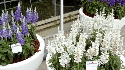 Salvia, une vivace « annualisée » présentée par l'obtenteur Beekenkamp.