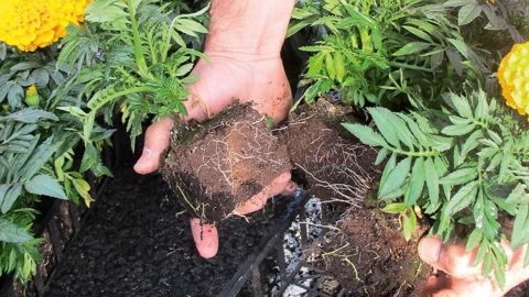 L'Unifa a mis en place un groupe de travail sur les biostimulants.