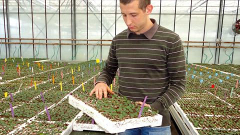 Fier de son métier, Guillaume Eyraud affirme : « J'ai choisi un domaine particulier, le jeune plant, qui exige, à mon avis, un niveau technique supérieur à ce qui est déjà nécessaire dans la production de potées. »