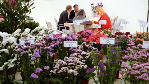 L'innovation dite « d'évolution » est à la base de ces obtentions de Limonium pour culture en pot de Hilverda Kooij.