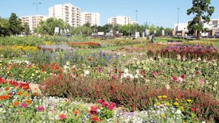 L'acquisition des activités de Plan Ornemental (ici, les jardins d'essais de l'entreprise aux Ponts-de-Cé – Angers) par Graines Voltz est en cours. L'acquisition des activités de Plan Ornemental (ici, les jardins d'essais de l'entreprise aux Ponts-de-Cé – Angers) par Graines Voltz est en cours.