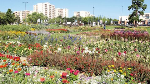L'acquisition des activités de Plan Ornemental (ici, les jardins d'essais de l'entreprise aux Ponts-de-Cé – Angers) par Graines Voltz est en cours.