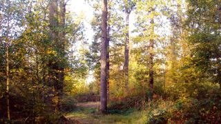 Une futaie irrégulière dans le bois de Vincennes. Les forêts urbaines répondent à des critères de gestion particuliers qui évoluent avec le temps. La tempête de 1999 a permis de développer de nouveaux projets..