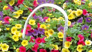 PHOTO : ODILE MAILLARD