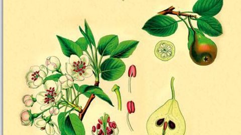 Un guide d'aide à la vente des 160 variétés sélectionnées pour les vergers amateurs.