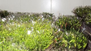 Mentionner sur les fleurs leur provenance pour permettre au consommateur d'acheter français : telle est la proposition qui a été faite par l'Uniphor au ministère de l'Agriculture au mois d'août.PHOTO : VALÉRIE VIDRIL Mentionner sur les fleurs leur provenance pour permettre au consommateur d'acheter français : telle est la proposition qui a été faite par l'Uniphor au ministère de l'Agriculture au mois d'août.PHOTO : VALÉRIE VIDRIL