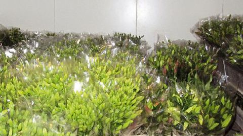 Mentionner sur les fleurs leur provenance pour permettre au consommateur d'acheter français : telle est la proposition qui a été faite par l'Uniphor au ministère de l'Agriculture au mois d'août.PHOTO : VALÉRIE VIDRIL