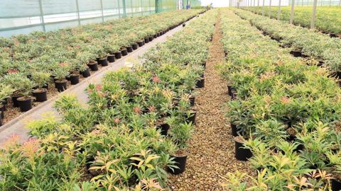 Végéstock affiche une ambition forte pour 2016 : devenir l'outil incontournable au niveau national de mise en commun des végétaux disponibles.