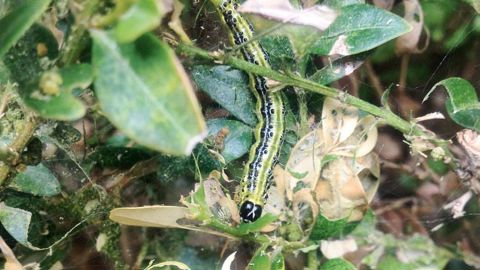 Le buis est menacé par la pyrale du buis, Cydalima perspectalis, originaire d'Asie.