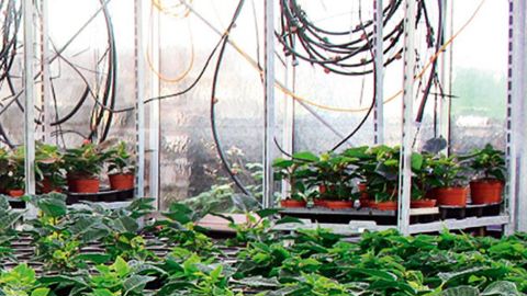 Dans le cadre de leurs expérimentations, les stations Arexhor du bassin Loire-Bretagne ont mené des cultures de poinsettia avec un robot faisant appel à la thigmomorphogénèse et des chariots équipés de leds.PHOTO : AREXHOR PAYS DE LA LOIRE