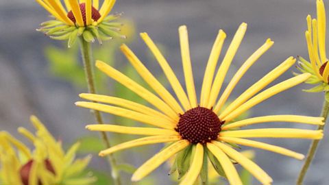 PHOTO : CHÂTEL DES VIVACES