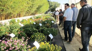 La collection de lantanas, aux Ets horticoles du Cannebeth, à Mauguio, près de Montpellier (34). Le CCVS recence plus de 150 collections réparties dans toute la France.PHOTO : VALÉRIE VIDRIL La collection de lantanas, aux Ets horticoles du Cannebeth, à Mauguio, près de Montpellier (34). Le CCVS recence plus de 150 collections réparties dans toute la France.PHOTO : VALÉRIE VIDRIL