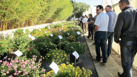 La collection de lantanas, aux Ets horticoles du Cannebeth, à Mauguio, près de Montpellier (34). Le CCVS recence plus de 150 collections réparties dans toute la France.PHOTO : VALÉRIE VIDRIL