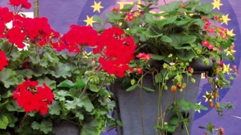 Fragaria × ananassa Duch. 'Toscana' (à droite) est monté sur la première marche du podium de FleuroStar, suivi du Pelargonium zonale × peltatum Red Fox 'Salsarita Dark Red' (à gauche).