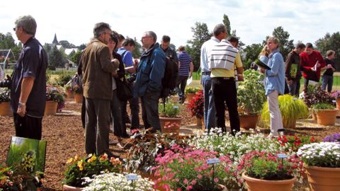 Graines Voltz réalise aujourd'hui 60 % de son chiffre d'affaires (56 millions d'euros) avec l'activité fleurissement.