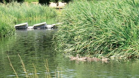 La phytoépuration fait partie des techniques du génie végétal.PHOTO : VALÉRIE VIDRIL