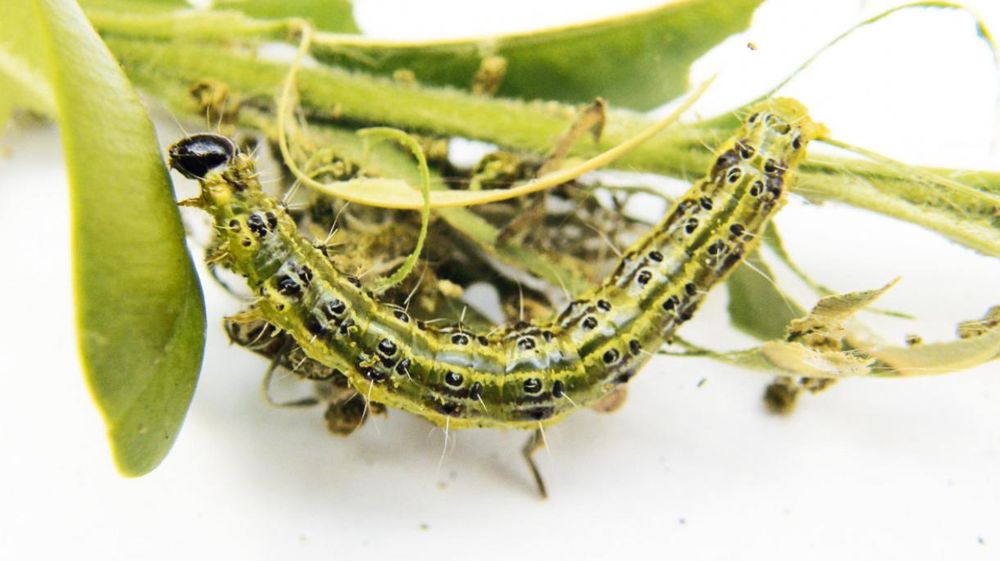 Les buis qui échappent aux dépérissements foliaires dus à Cylindrocladium buxicola et Volutella buxi doivent aussi craindre la voracité de la chenille de Cydalima perspectalis.PHOTO : BERNARD ABDILLA