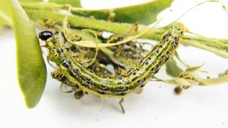 Les buis qui échappent aux dépérissements foliaires dus à Cylindrocladium buxicola et Volutella buxi doivent aussi craindre la voracité de la chenille de Cydalima perspectalis.PHOTO : BERNARD ABDILLA Les buis qui échappent aux dépérissements foliaires dus à Cylindrocladium buxicola et Volutella buxi doivent aussi craindre la voracité de la chenille de Cydalima perspectalis.PHOTO : BERNARD ABDILLA