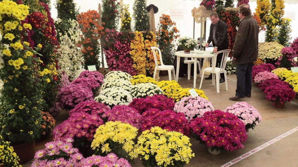 Les obtenteurs de chrysanthèmes et les fournisseurs de jeunes plants ont reçu les producteurs et collectivités. Ici, les Ets horticoles Tourly.