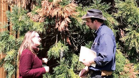 Virginie Gillet, une cliente, échange avec Freddy Pouteau sur les causes et les risques potentiels de la maladie de son séquoia.PHOTO : SOCIÉTÉ POUTEAU