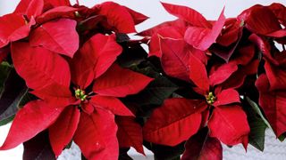 Avec 115 à 120 millions de boutures, le poinsettia est l'une des plantes fleuries d'intérieur les plus vendues chaque année en Europe.PHOTO : STARS FOR EUROPE Avec 115 à 120 millions de boutures, le poinsettia est l'une des plantes fleuries d'intérieur les plus vendues chaque année en Europe.PHOTO : STARS FOR EUROPE