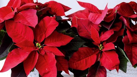 Avec 115 à 120 millions de boutures, le poinsettia est l'une des plantes fleuries d'intérieur les plus vendues chaque année en Europe.PHOTO : STARS FOR EUROPE
