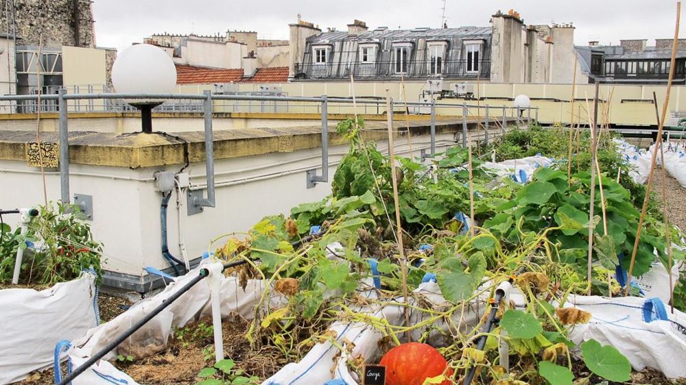 Végétaux adaptés, gamme dédiée, nouvelles technologies, services appropriés aux jardins en ville : de nombreuses solutions seront présentées lors du prochain Salon du végétal, en février, à Angers (49). Ici, un toit potager, à Paris.PHOTO : PASCAL FAYOLLE Végétaux adaptés, gamme dédiée, nouvelles technologies, services appropriés aux jardins en ville : de nombreuses solutions seront présentées lors du prochain Salon du végétal, en février, à Angers (49). Ici, un toit potager, à Paris.PHOTO : PASCAL FAYOLLE