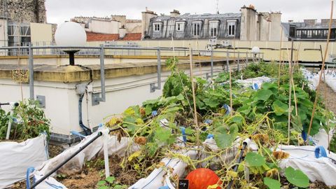 Végétaux adaptés, gamme dédiée, nouvelles technologies, services appropriés aux jardins en ville : de nombreuses solutions seront présentées lors du prochain Salon du végétal, en février, à Angers (49). Ici, un toit potager, à Paris.PHOTO : PASCAL FAYOLLE