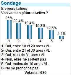 pâturage des vaches laitières