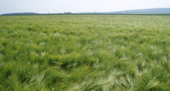 Une augmentation potentielle de la production mondiale d'orge brassicole de 4 millions de tonnes est attendue
